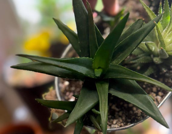 A dark-leaved Black Gem Aloe specimen