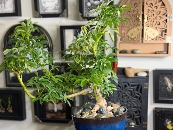 A rooted Dwarf Umbrella Tree bonsai starter from Mila’s Exotic Plants