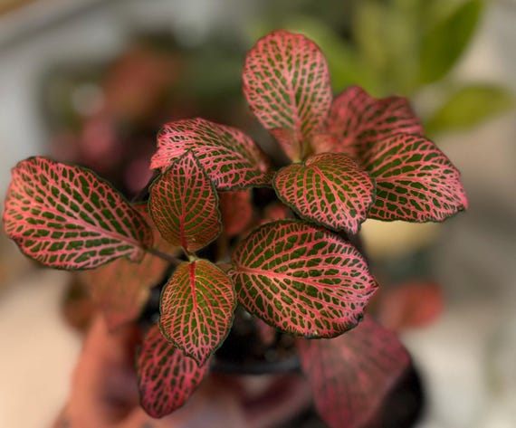A Firetail Fittonia with colorful veined foliage