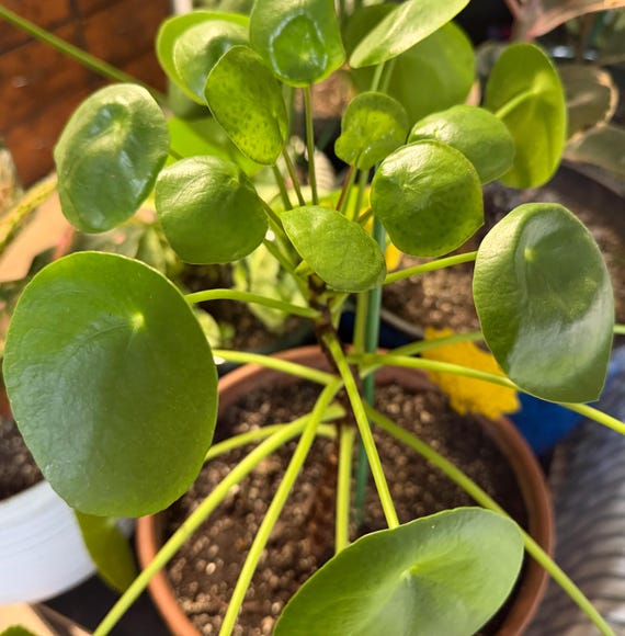 A living Friendship Plant from Mila’s Exotic Plants