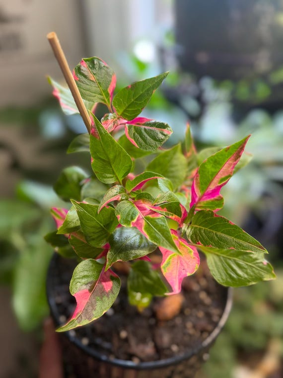 Pink Party Time Alternanthera foliage