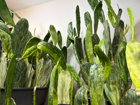 A green and cream variegated spineless Opuntia cactus