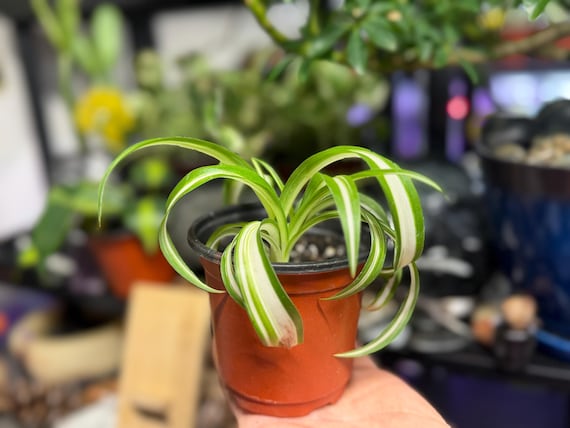 A curly variegated Spider Plant with white-striped foliage