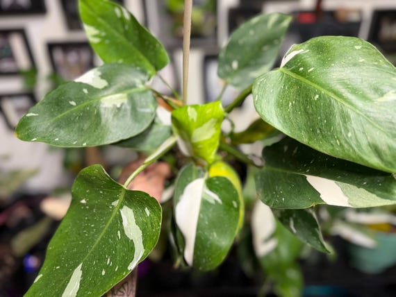 A variegated White Princess Philodendron