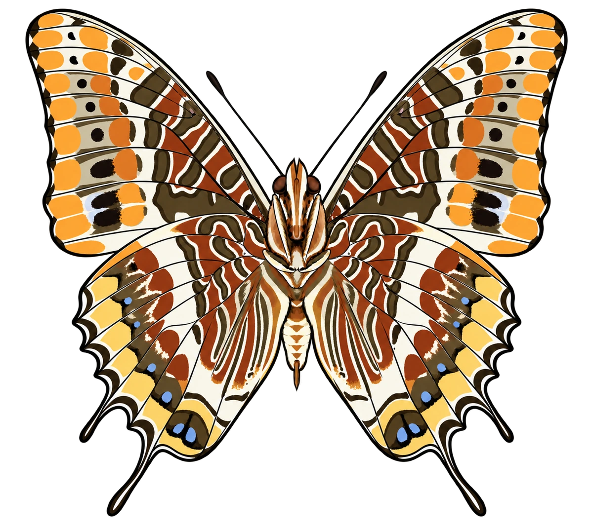 Charaxes jasius, ventral view