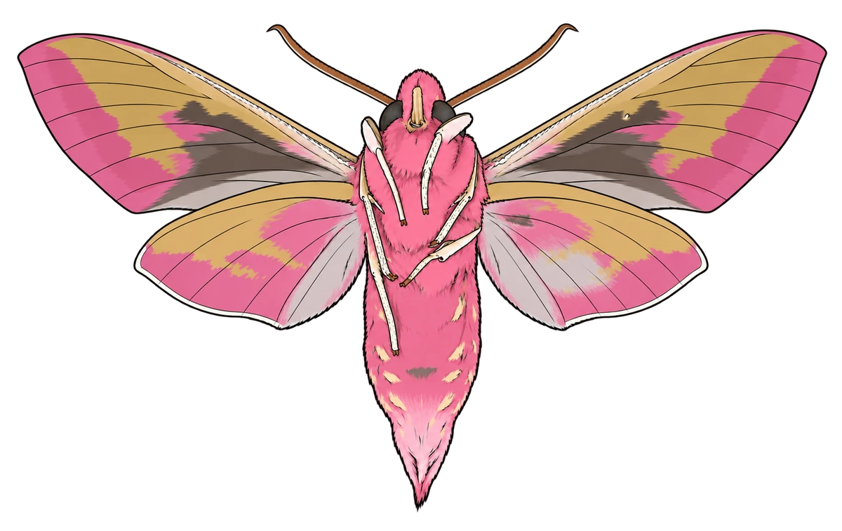 Deilephila elpenor, ventral view