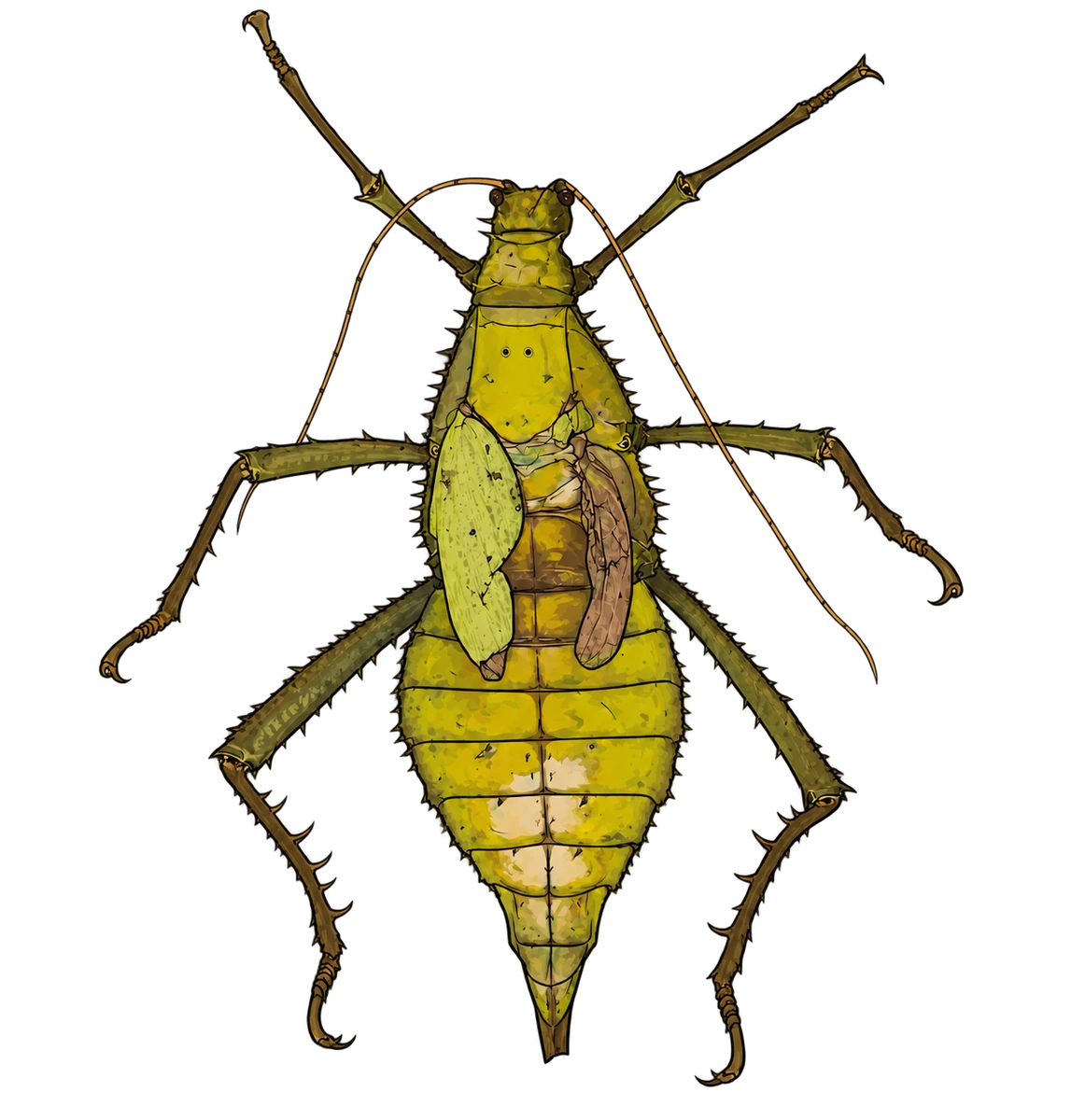 Heteropteryx dilatata, dorsal view