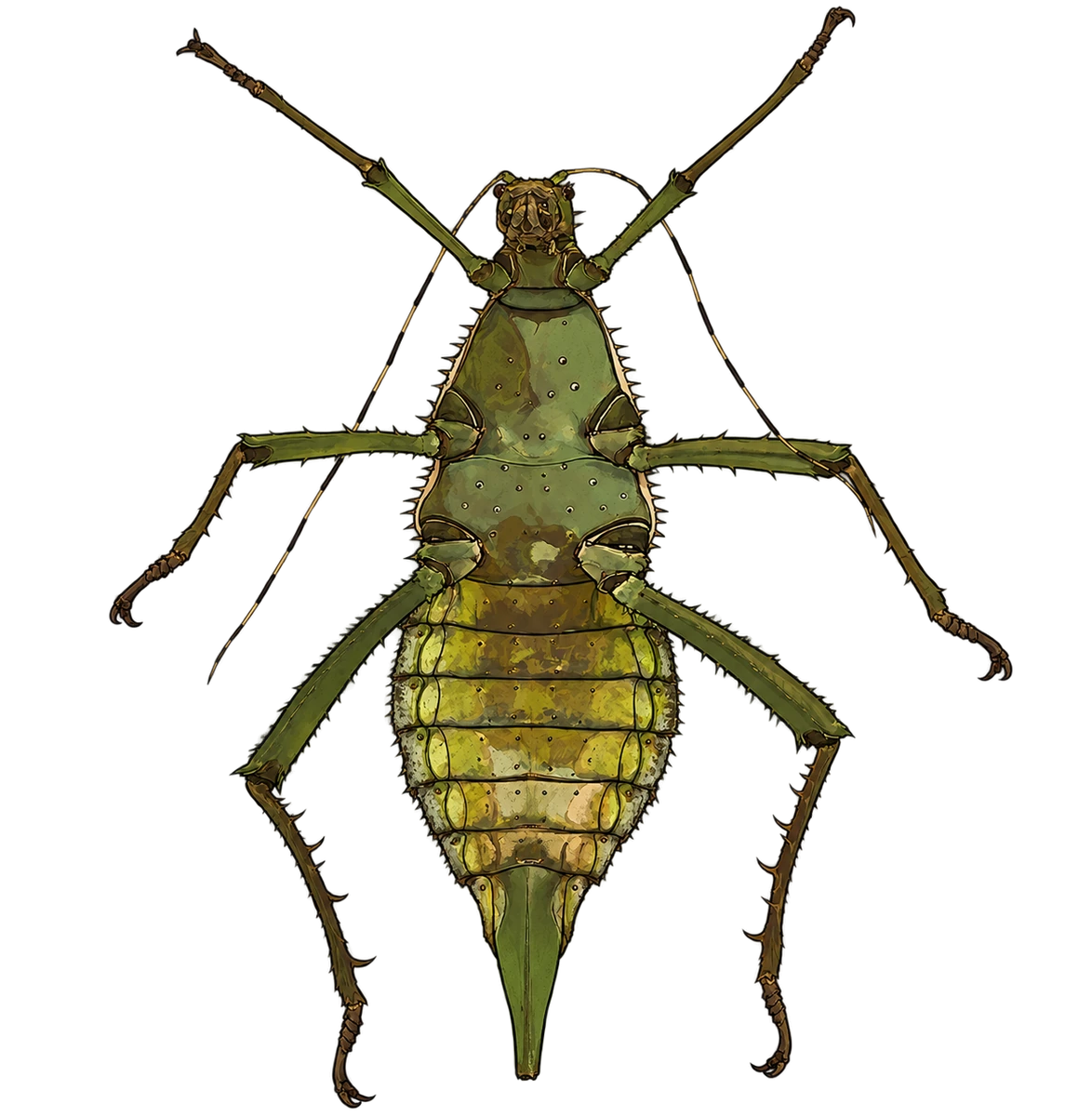 Heteropteryx dilatata, ventral view