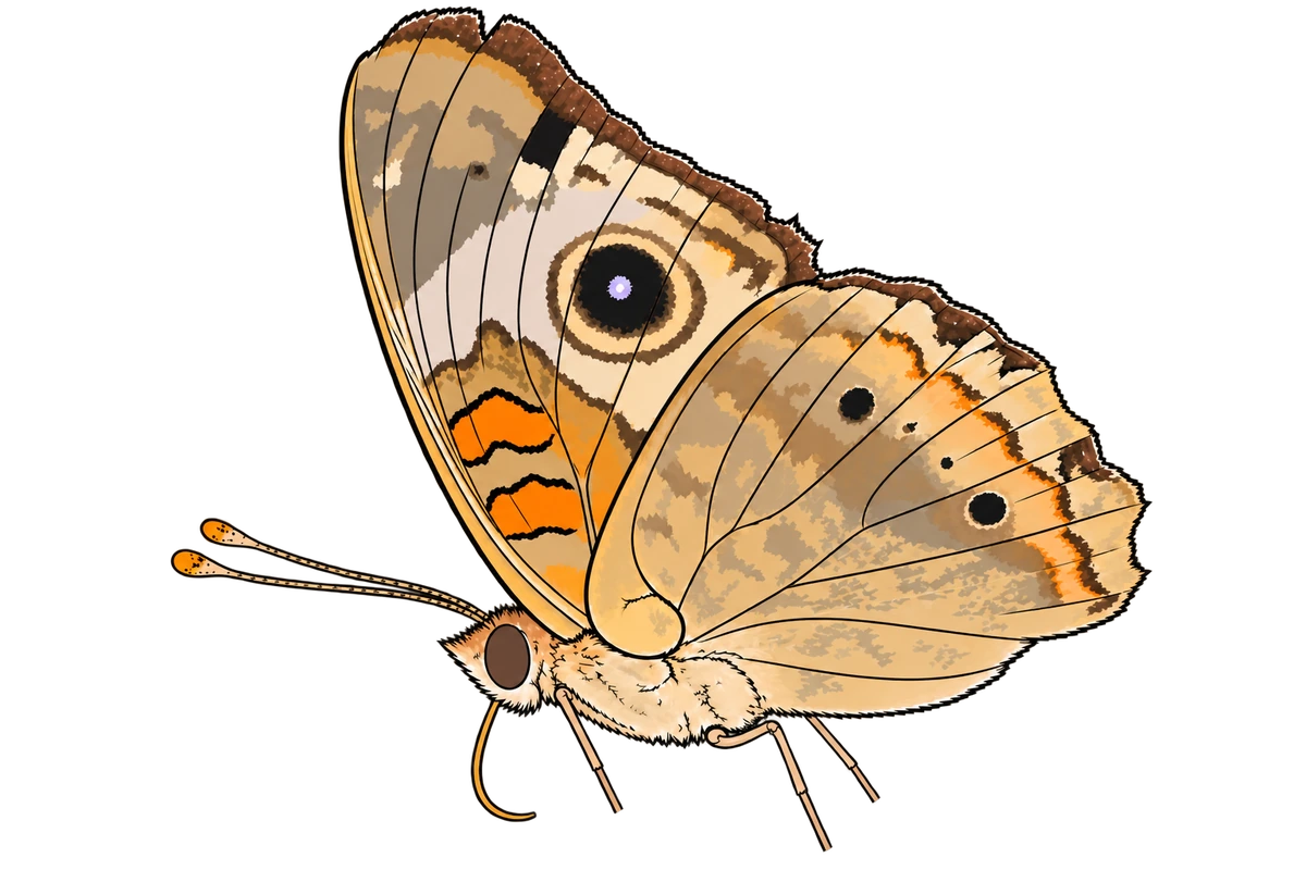 Junonia coenia, ventral view