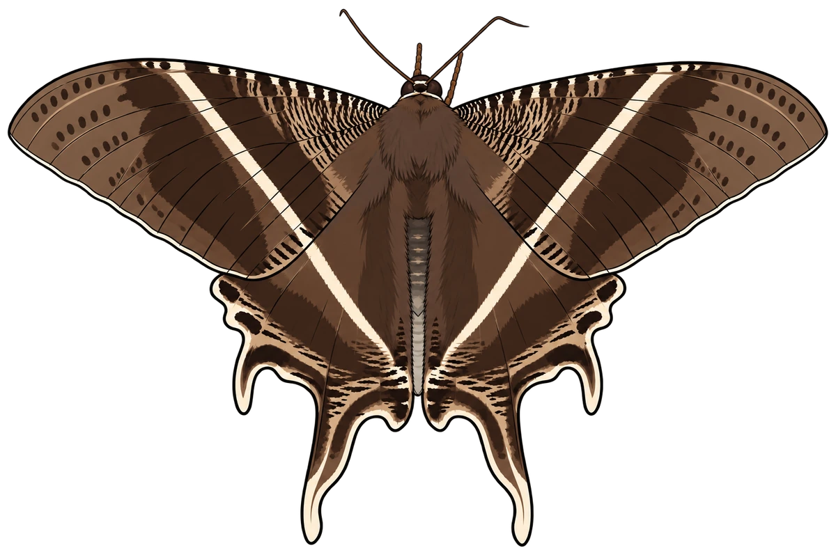 Lyssa zampa, dorsal view