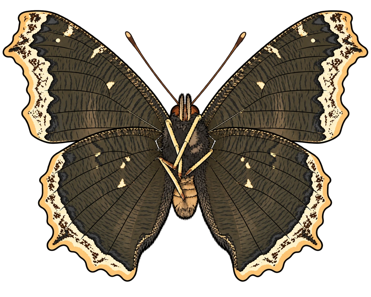 Nymphalis antiopa, ventral view