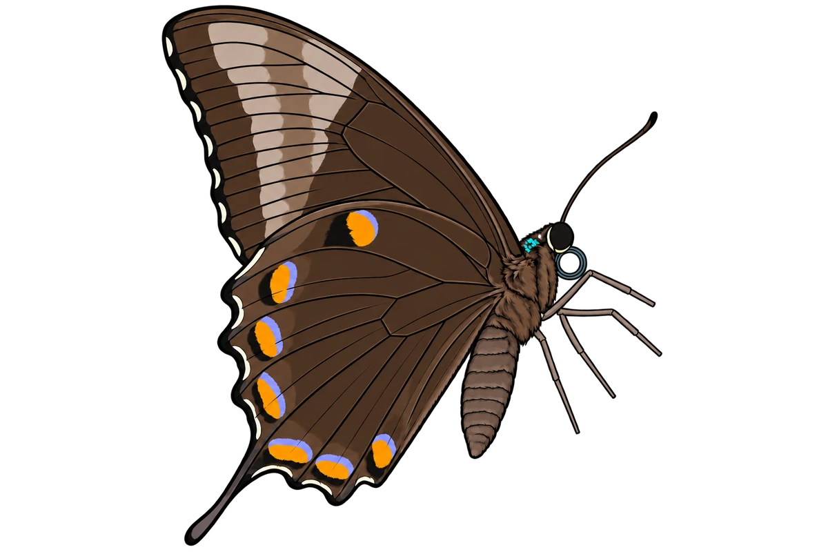 Papilio ulysses, ventral view