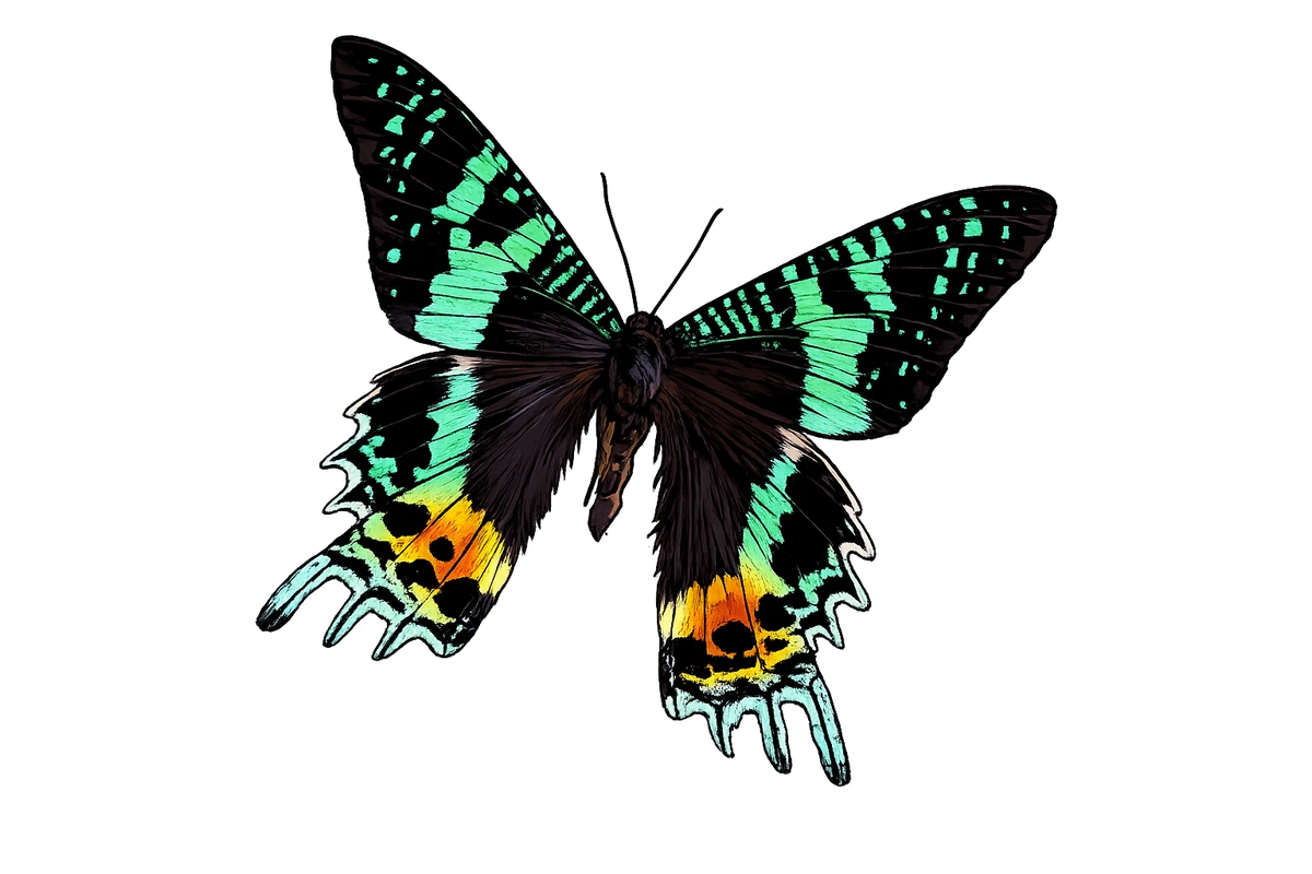 Angled dorsal spread study in Scott Schubr’s Chrysiridia rhipheus artwork.
