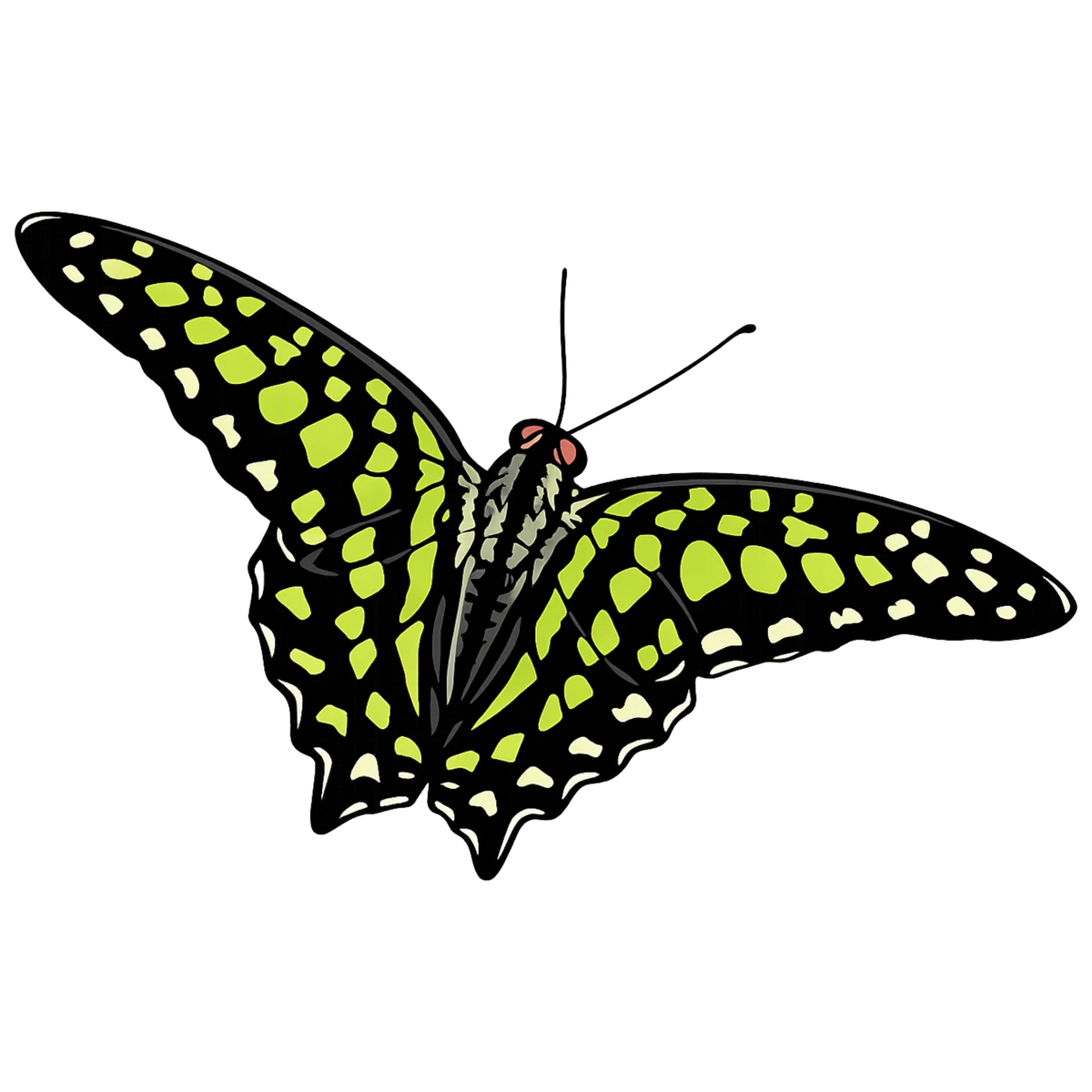 Rightward flight study in Scott Schubr’s Graphium agamemnon artwork.