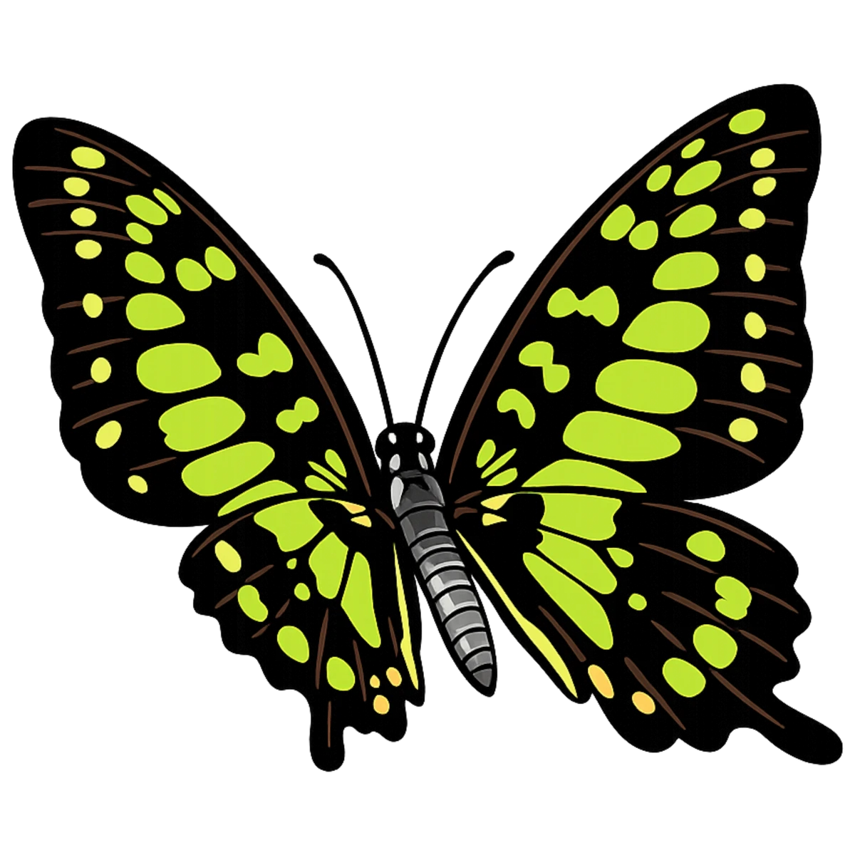 Leftward wingbeat study in Scott Schubr’s Graphium agamemnon artwork.