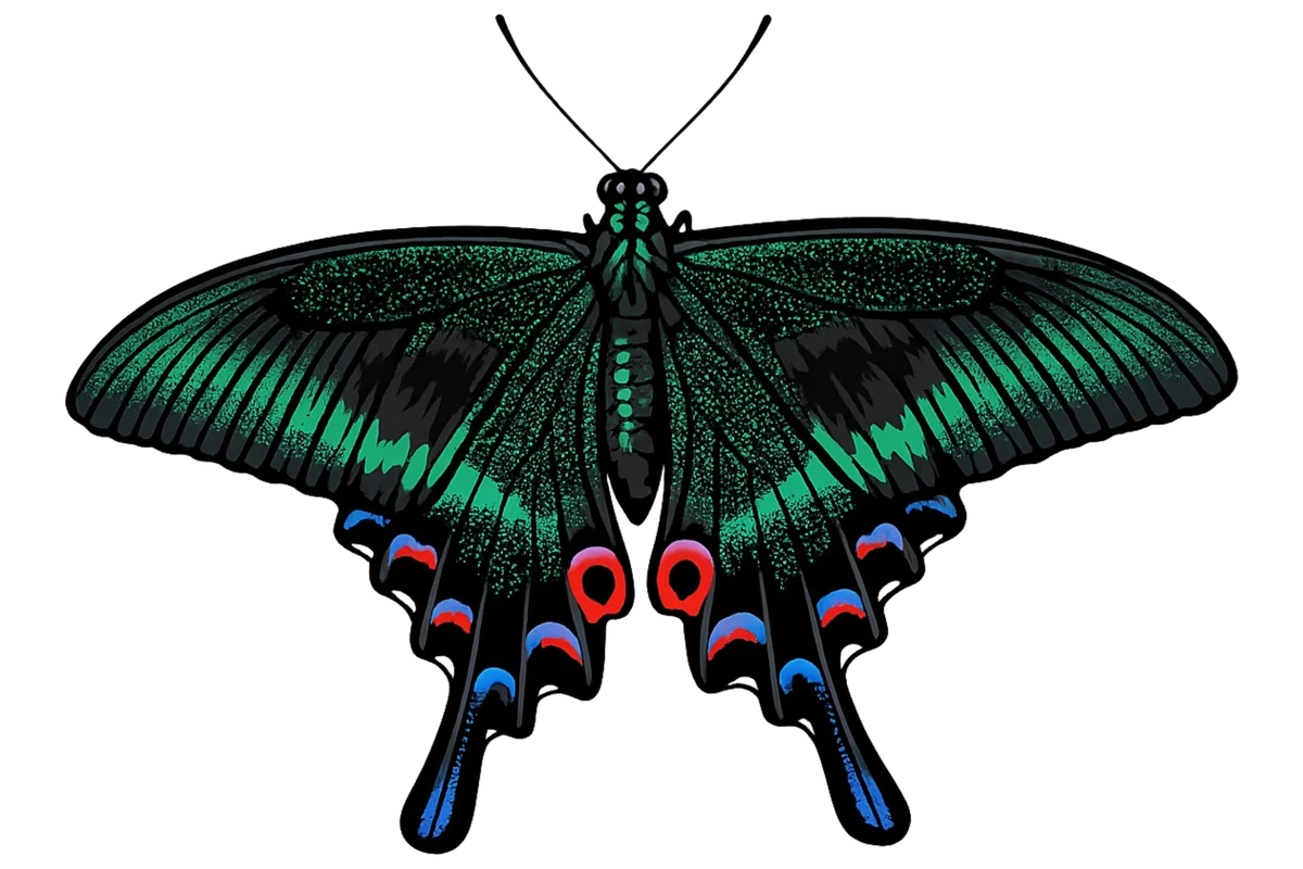 Open-wing dorsal study in Scott Schubr’s Papilio maackii artwork.
