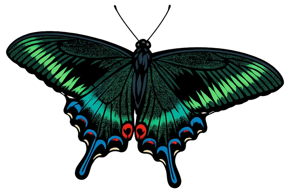Forward glide study in Scott Schubr’s Papilio maackii artwork.