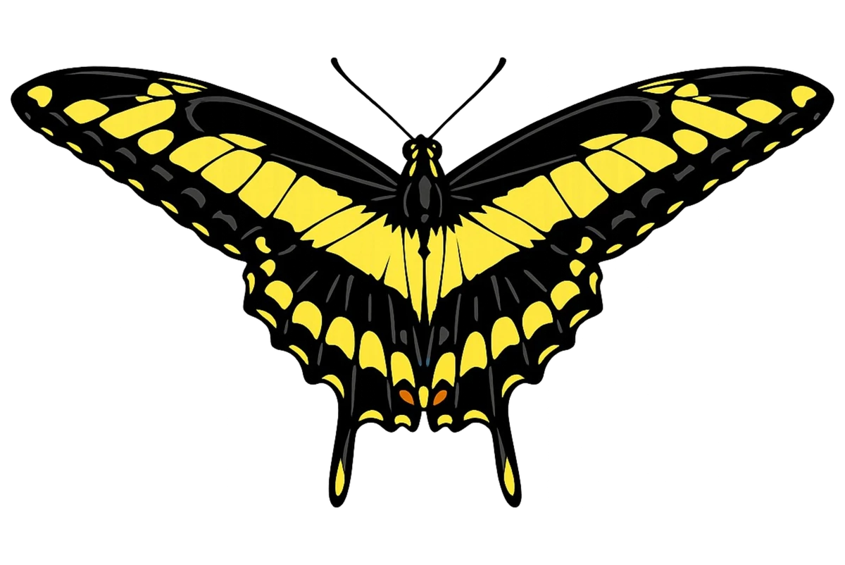Forward flight study in Scott Schubr’s Papilio thoas artwork.