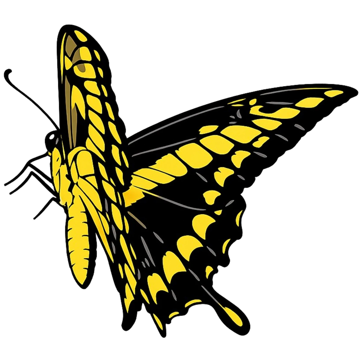 Upward left perch study in Scott Schubr’s Papilio thoas artwork.