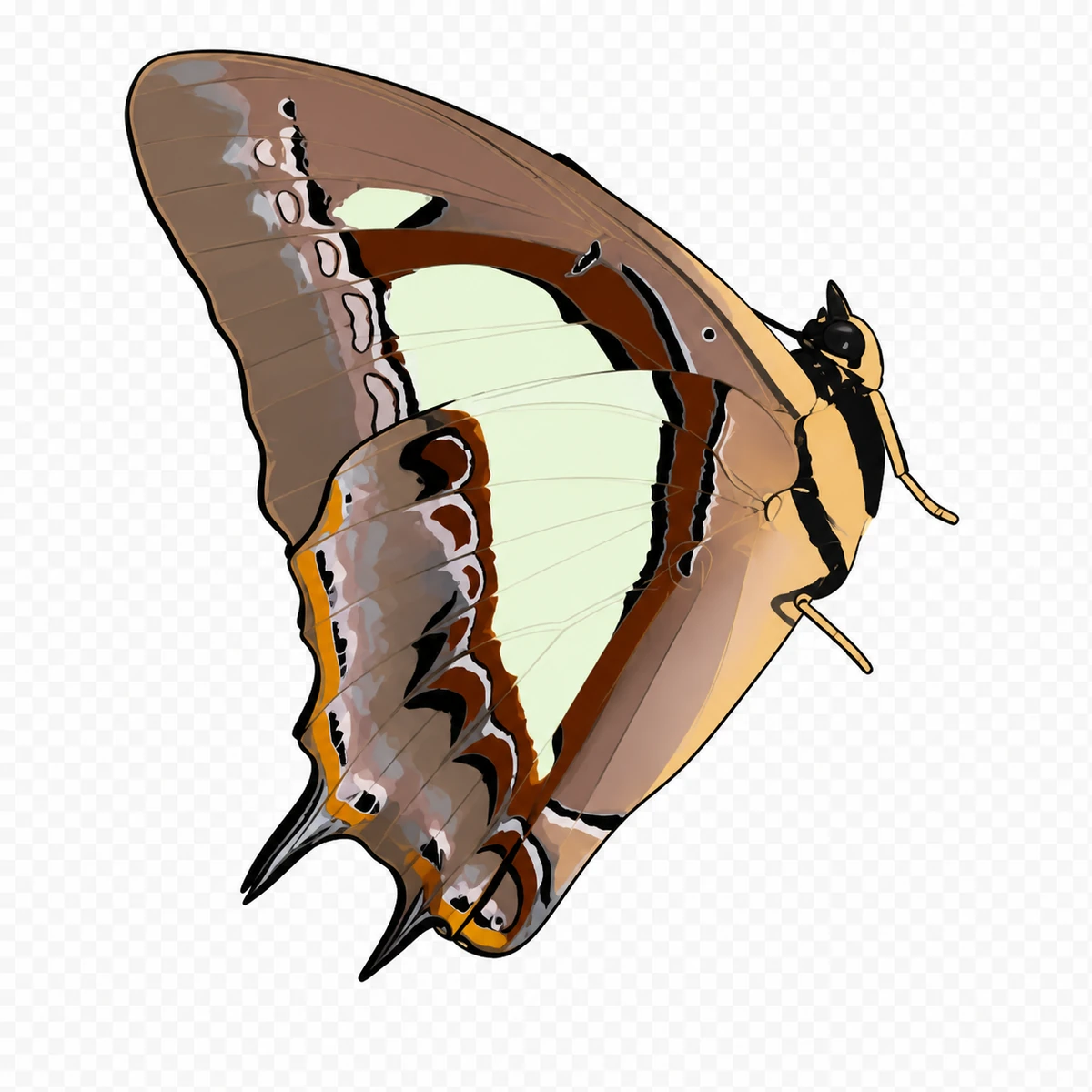 Right-facing ventral perch study in Scott Schubr’s Polyura athamas artwork.