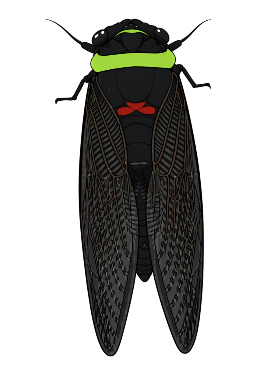 Closed-wing dorsal study in Scott Schubr’s Tacua speciosa artwork.