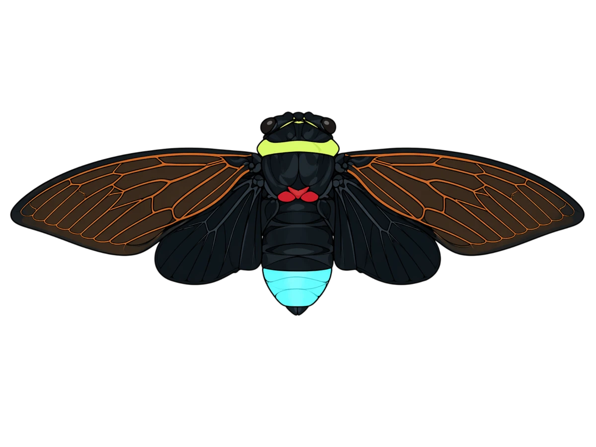 Spread-wing dorsal study in Scott Schubr’s Tacua speciosa artwork.