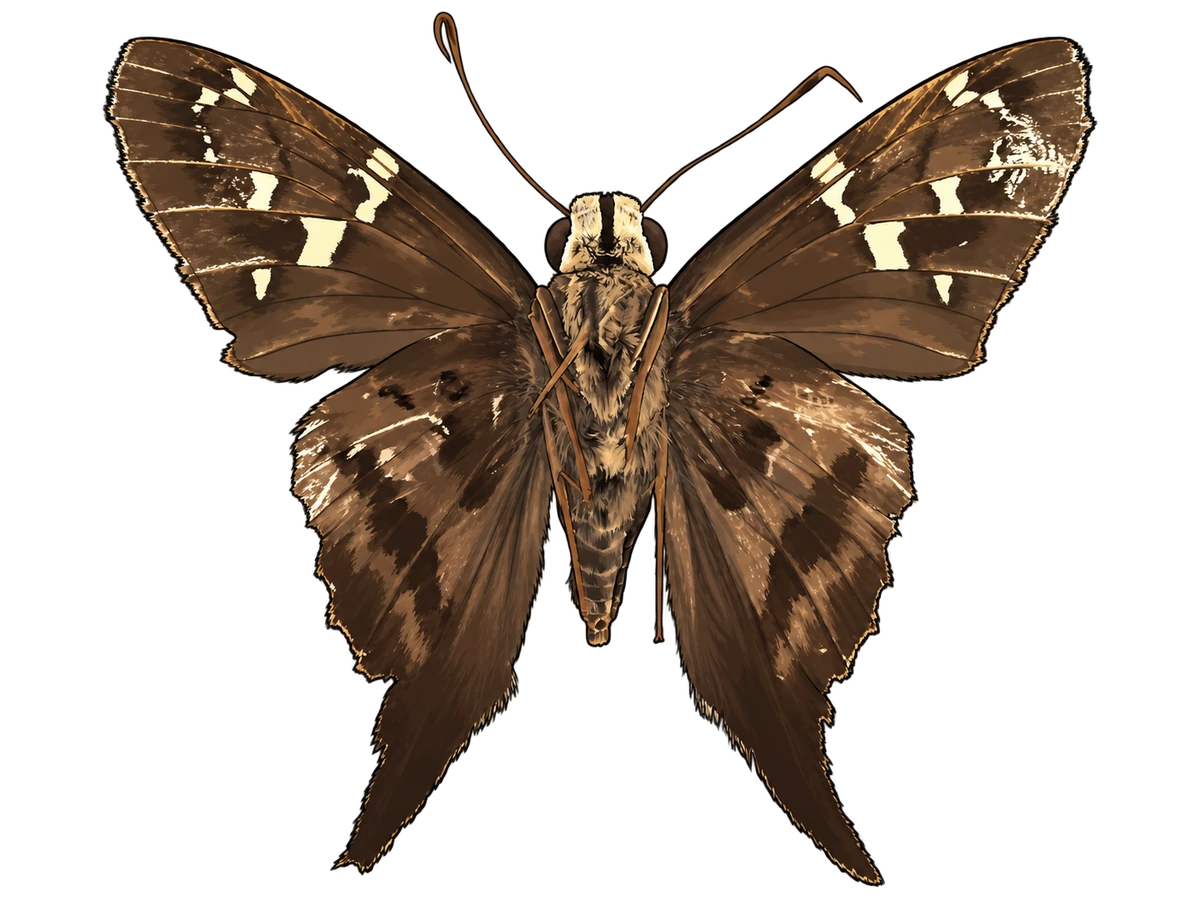 Urbanus proteus, ventral view