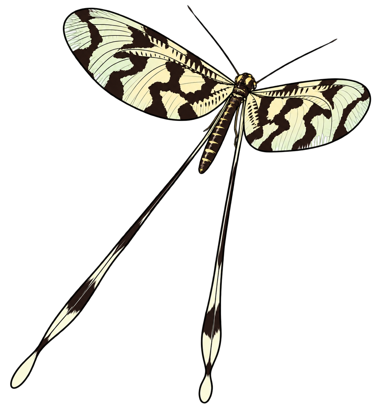 Nemoptera sinuata, dorsal view