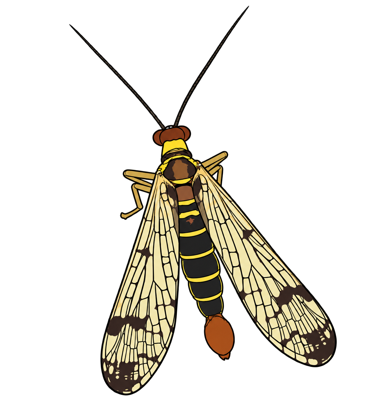 Panorpa communis, male dorsal view