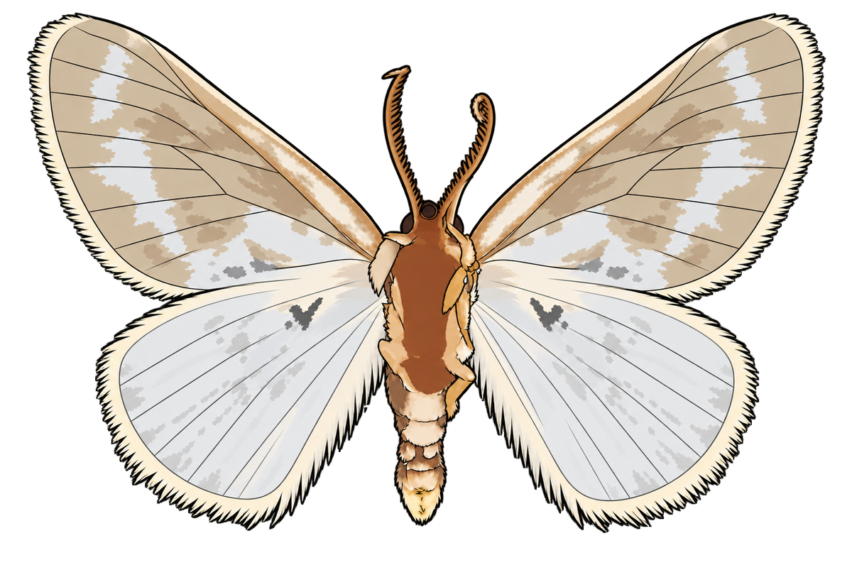 Cilix glaucata, male ventral view