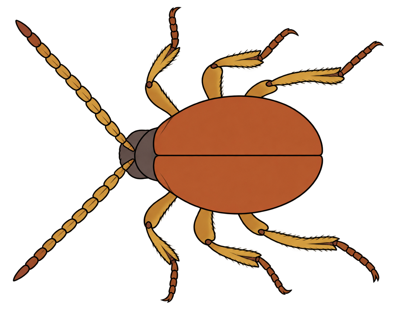 Gibbium psylloides, dorsal view