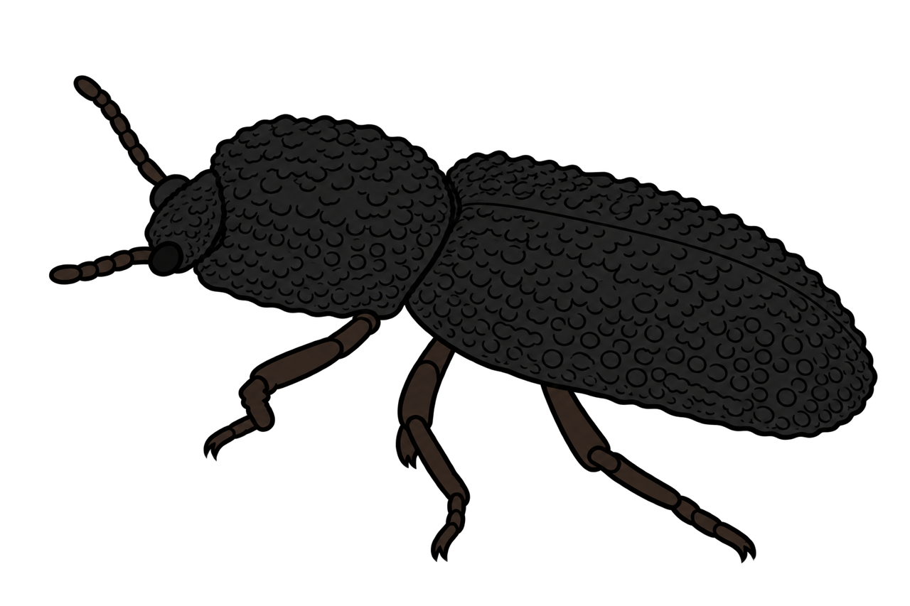 Phloeodes diabolicus, dorsal oblique view