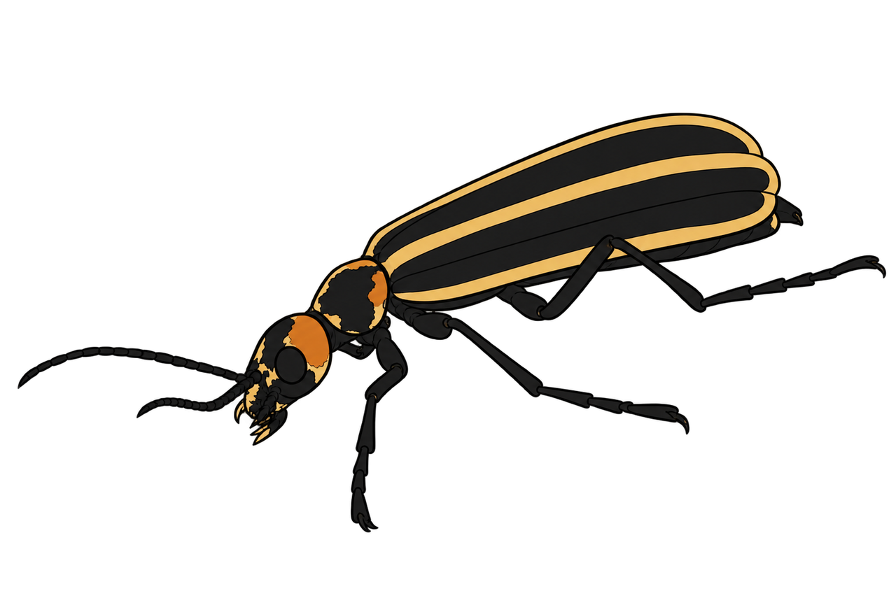 Epicauta vittata, dorsal oblique view