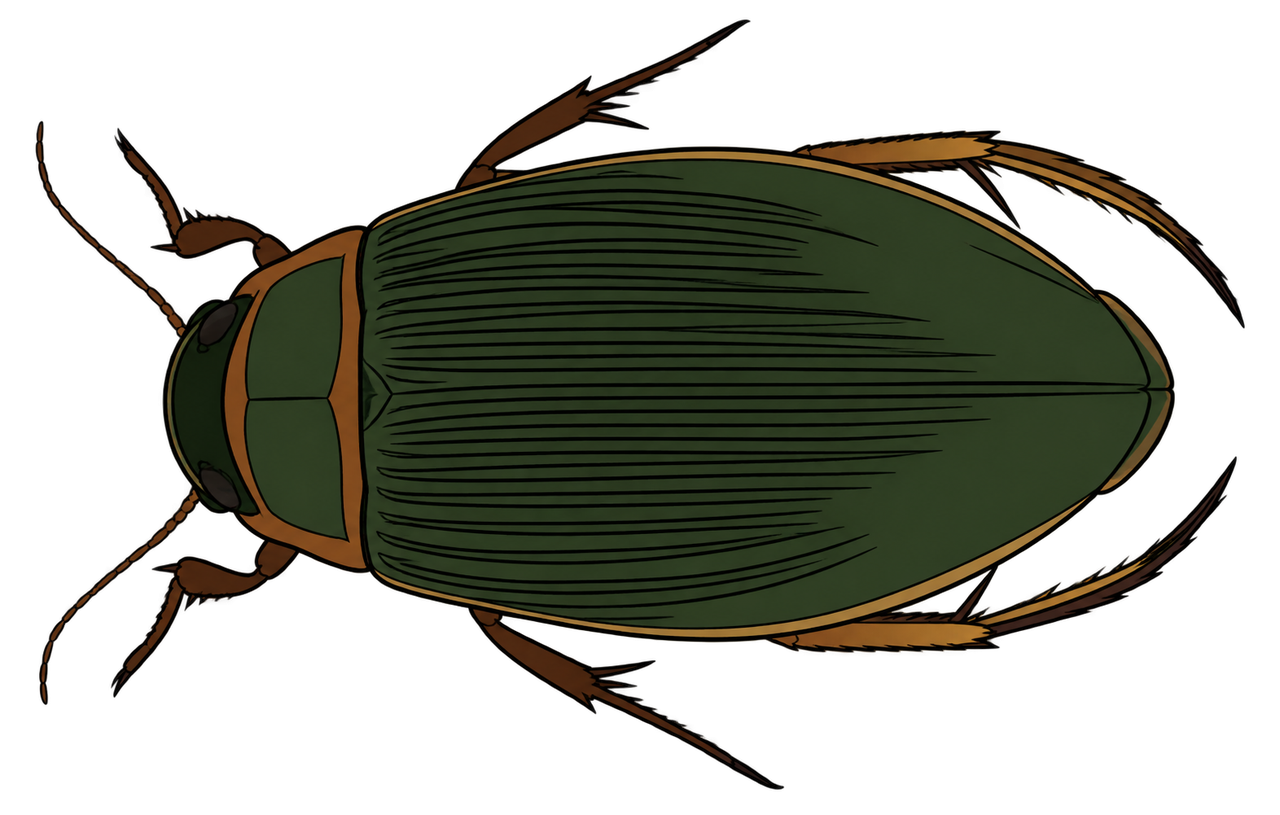 Dytiscus marginalis, female dorsal view