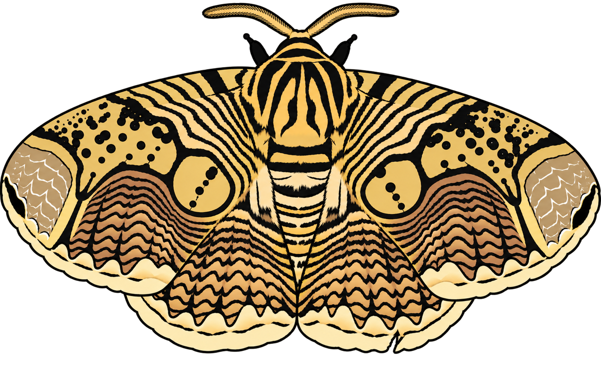 Brahmaea hearseyi, dorsal view