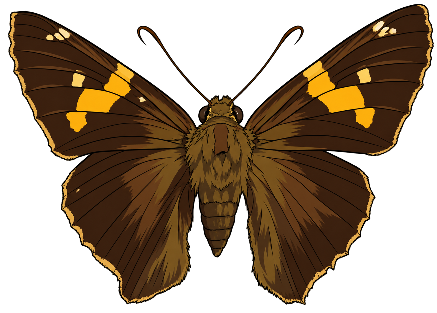 Epargyreus clarus, dorsal view