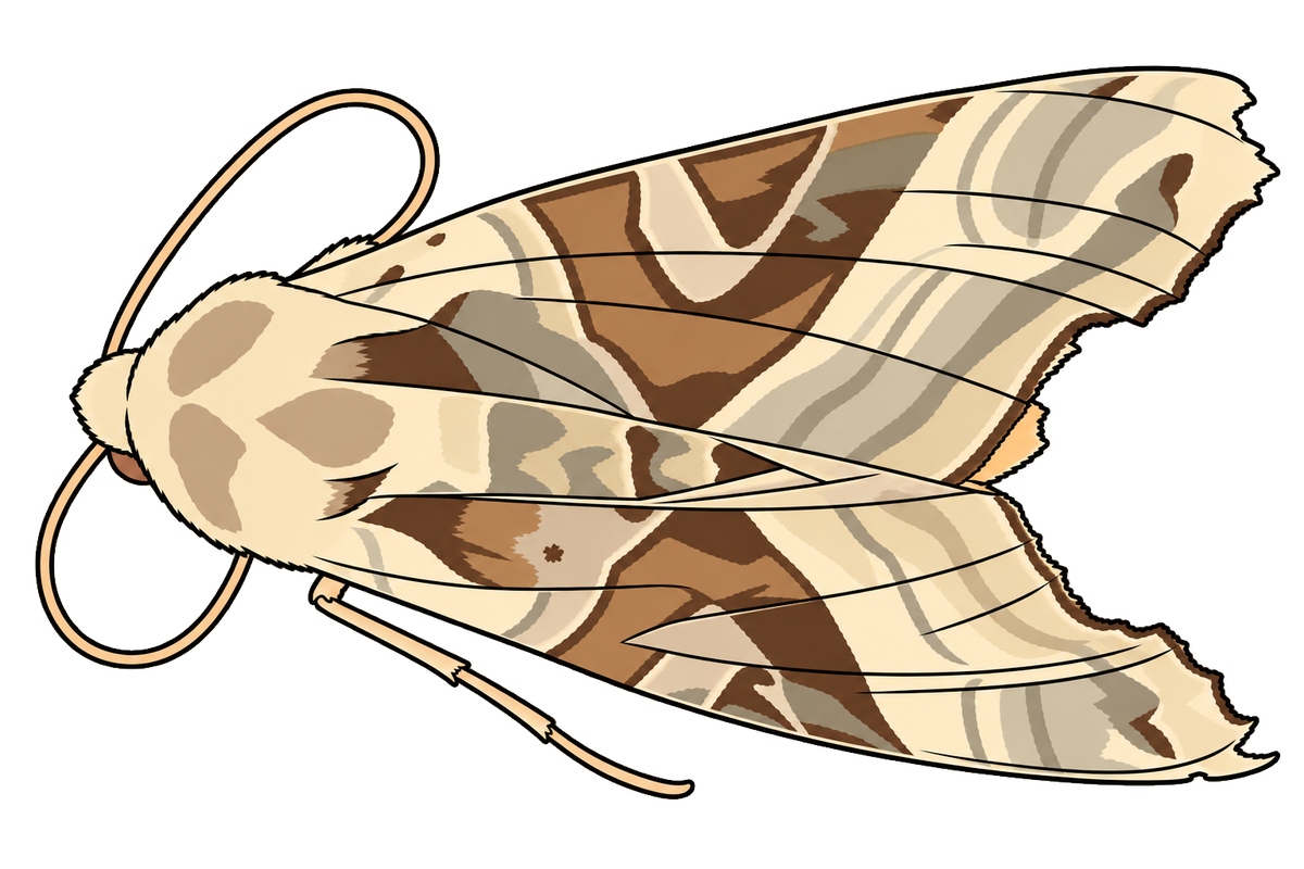 Phlogophora meticulosa, female dorsal view