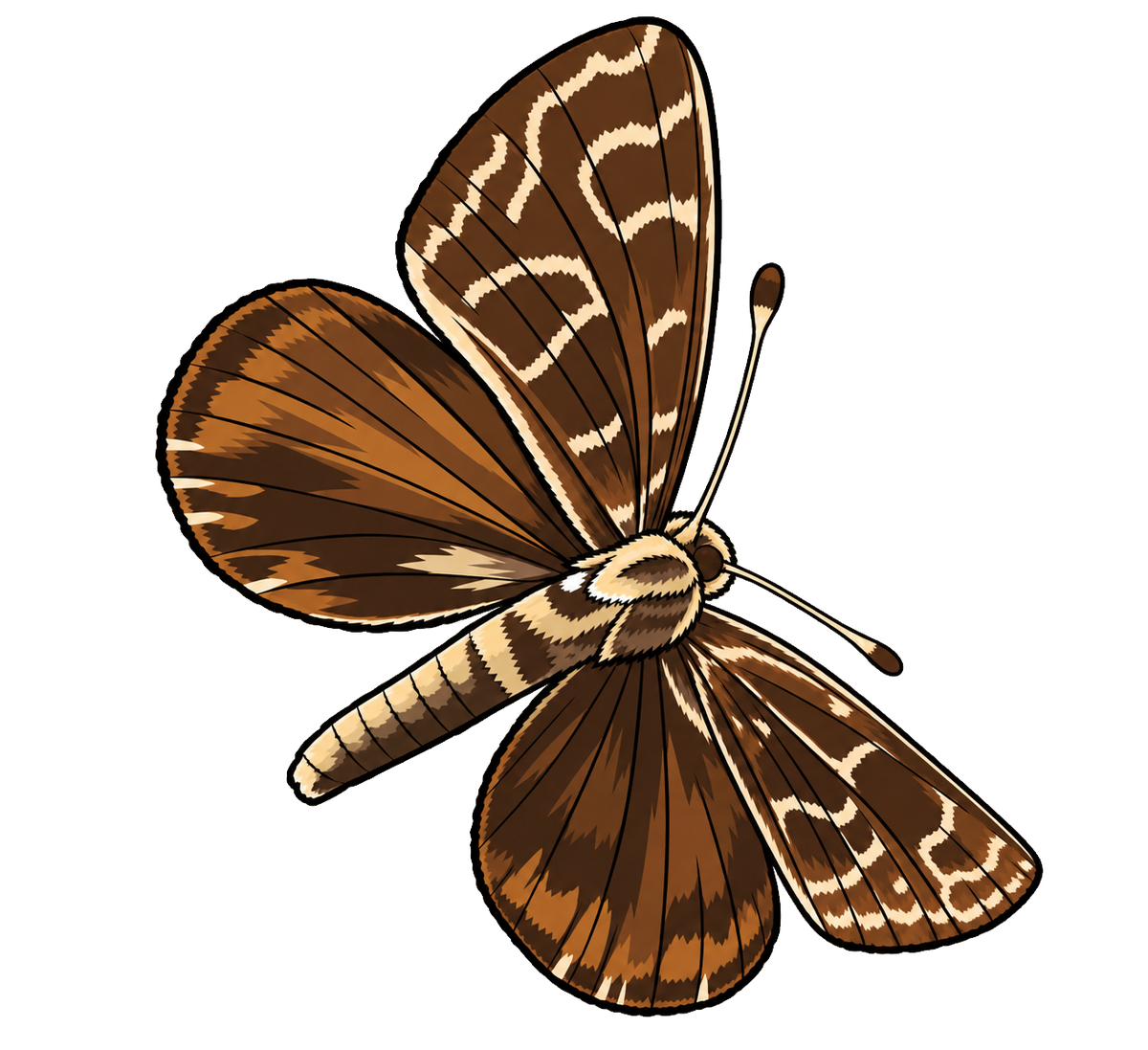 Synemon plana, male dorsal view