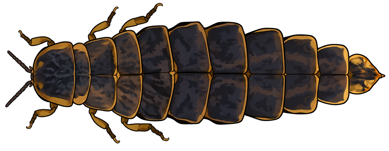 Lampyris noctiluca, female dorsal view