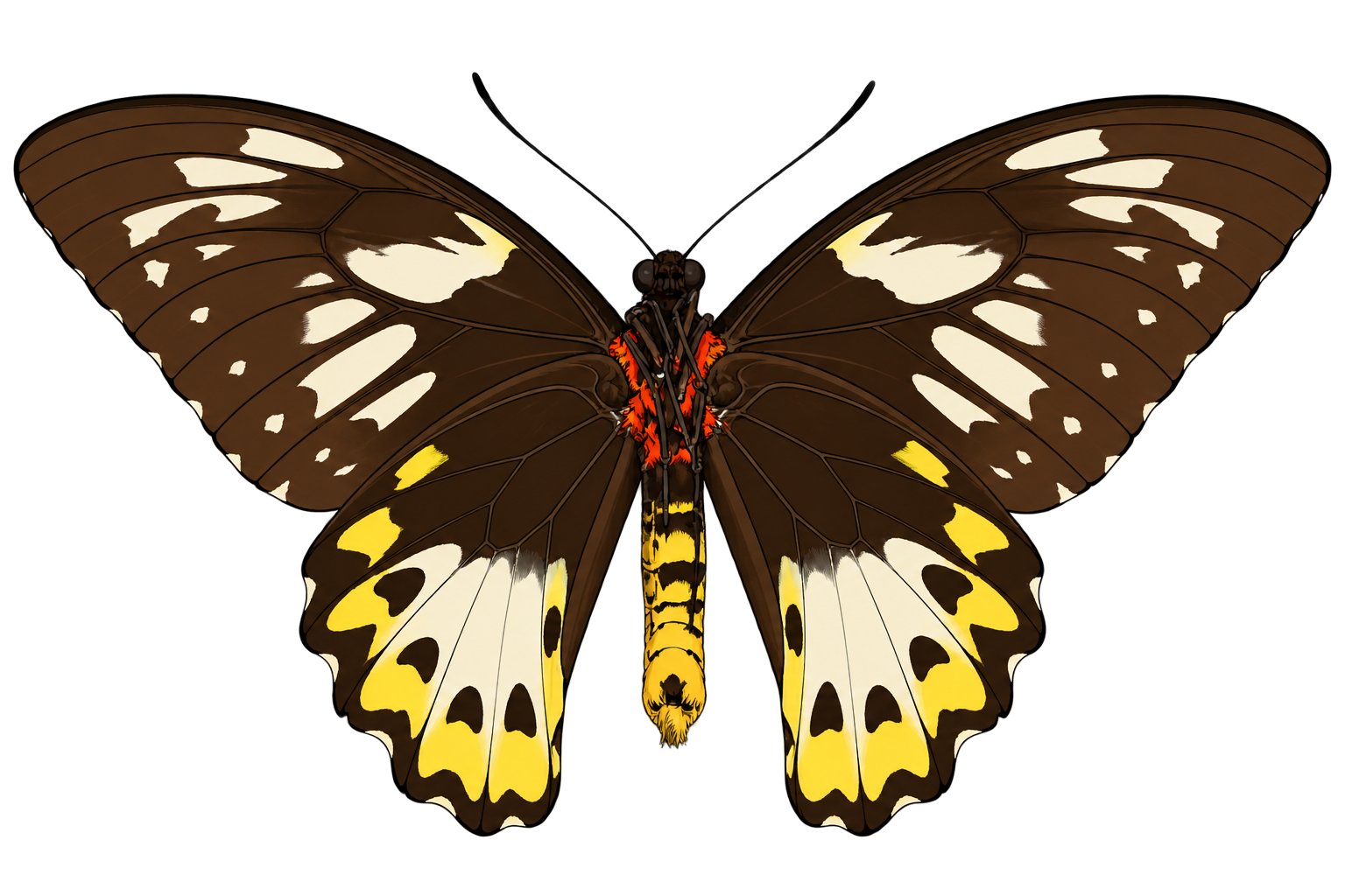 Ornithoptera priamus poseidon, female ventral view