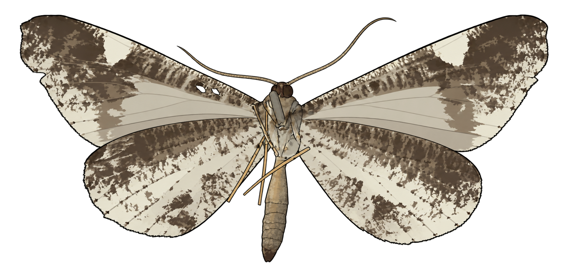 Macrosoma heliconiaria, male ventral view