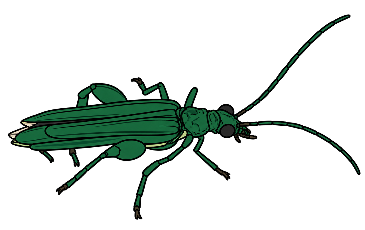 Oedemera nobilis, male dorsal oblique view