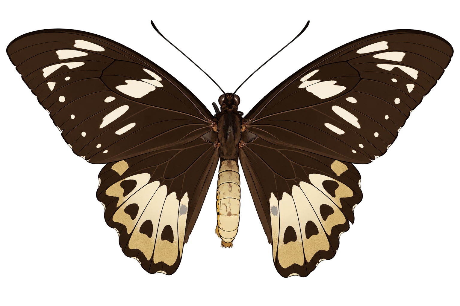 Ornithoptera priamus poseidon, female dorsal view