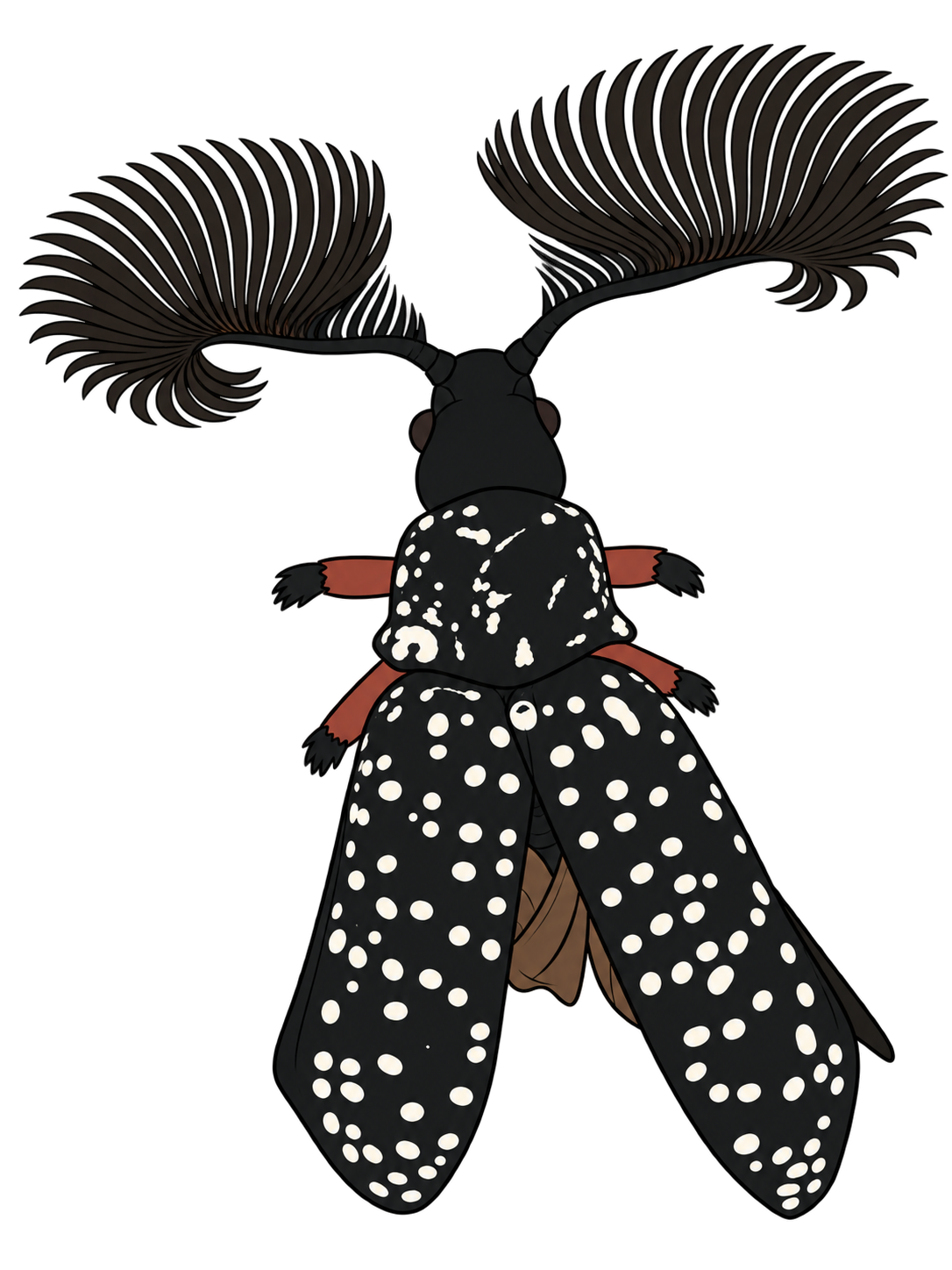 Rhipicera femorata, male dorsal oblique view