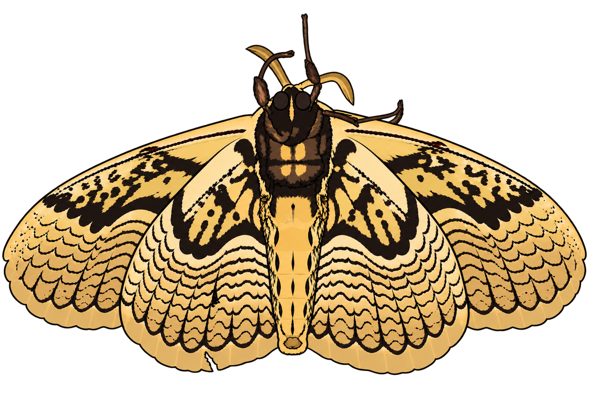 Brahmaea hearseyi, ventral view