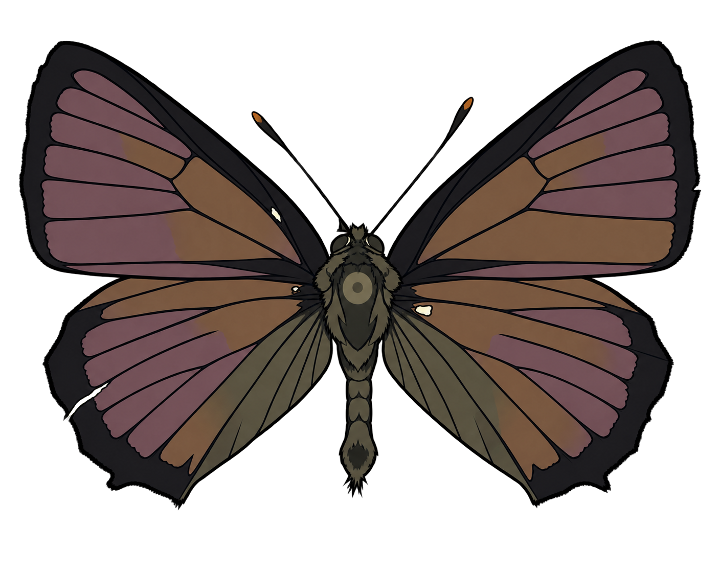 Favonius quercus, male dorsal view