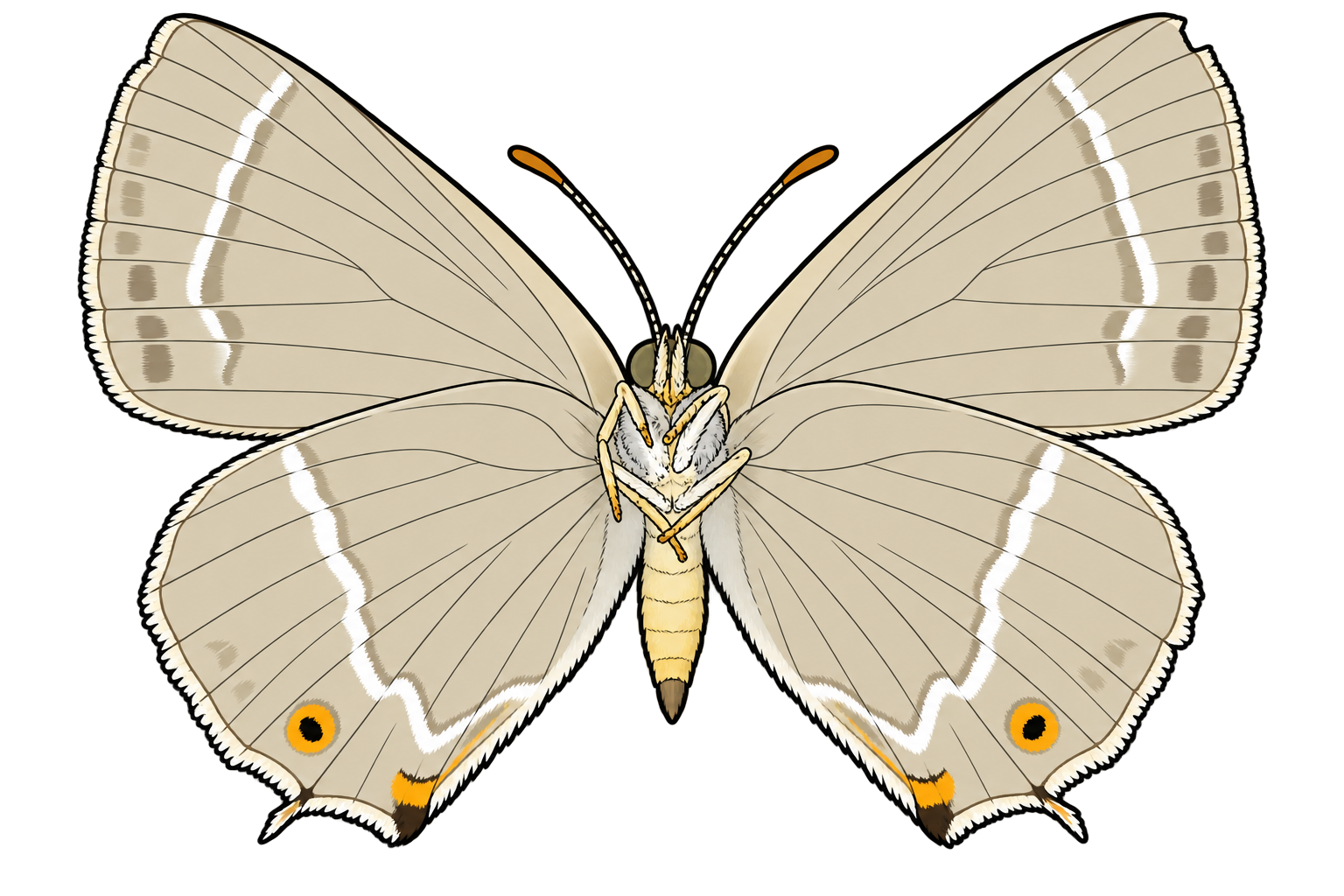 Favonius quercus, female ventral view