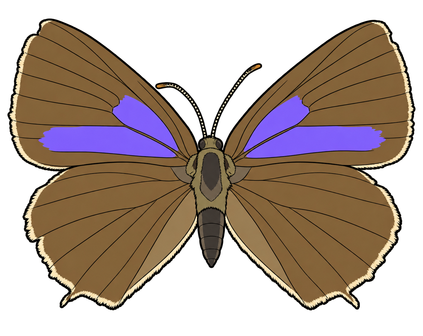 Favonius quercus, female dorsal view