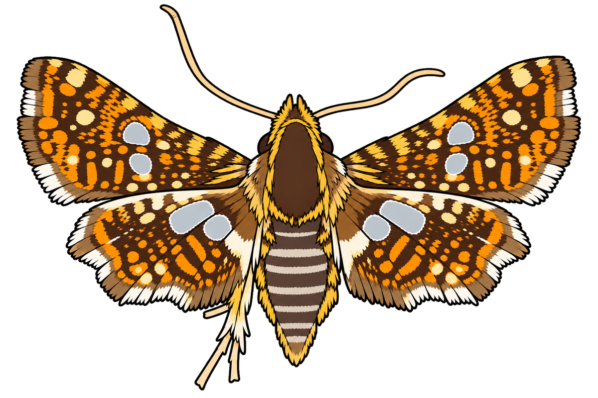 Thyris fenestrella, dorsal view