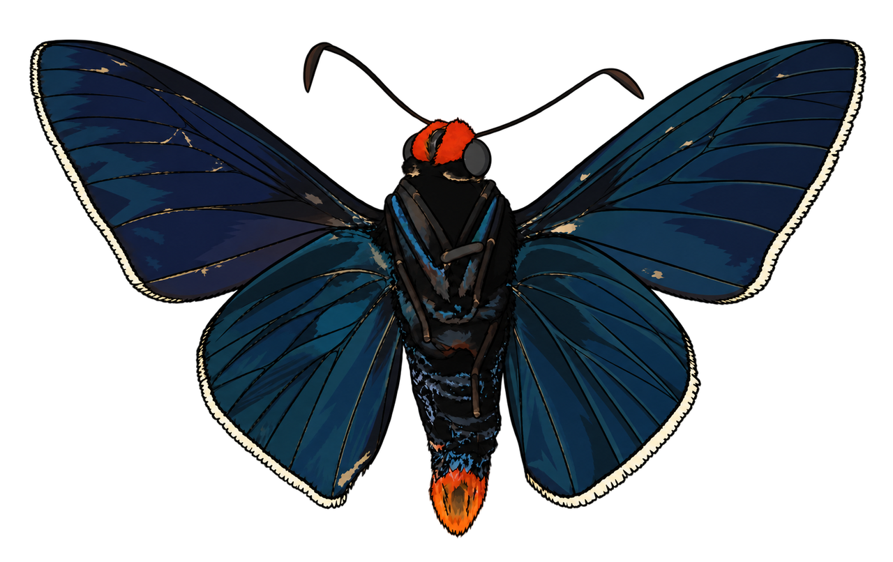 Pyrrhopyge zenodorus, male ventral view
